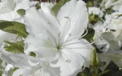 Delaware Valley White Azalea - 1 Gallon Pot -Wilson Bros Gardens Plant Sales Store Azalea Delaware Valley White 2
