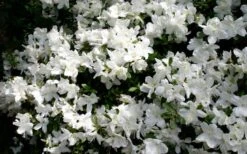 Delaware Valley White Azalea - 1 Gallon Pot -Wilson Bros Gardens Plant Sales Store Azalea Deleware Valley White Bloom