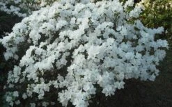 Delaware Valley White Azalea - 1 Gallon Pot -Wilson Bros Gardens Plant Sales Store Azalea Deleware Valley White Landscape