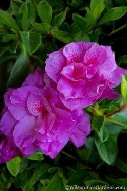 Autumn Majesty Encore Azalea - 3 Gallon Pot -Wilson Bros Gardens Plant Sales Store Azalea Encore Autumn Majesty 5