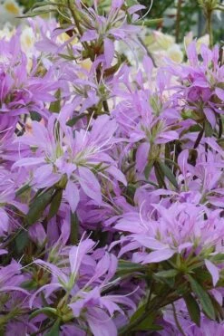 Koromo Shikibu Purple Spider Azalea - 3 Gallon Pot -Wilson Bros Gardens Plant Sales Store Azalea Koromo Shikibu 2
