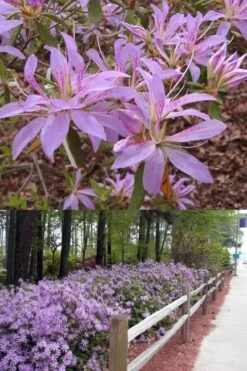 Koromo Shikibu Purple Spider Azalea - 3 Gallon Pot -Wilson Bros Gardens Plant Sales Store Azalea Koromo Shikibu 9