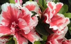 Mardi Gras Southern Indica Azalea - 1 Gallon Pot 7 Mardi Gras Southern Indica Azalea - 1 Gallon Pot -Wilson Bros Gardens Plant Sales Store Azalea Mardi Gras 2