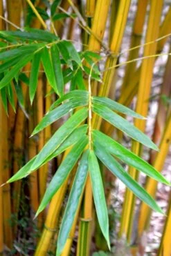 Alphonse Karr Golden Bamboo (Bambusa Multiplex) - 2 Gallon Pot -Wilson Bros Gardens Plant Sales Store Bamboo Alphonse Karr 5