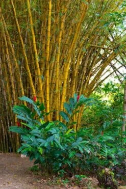 Alphonse Karr Golden Bamboo (Bambusa Multiplex) - 2 Gallon Pot -Wilson Bros Gardens Plant Sales Store Bamboo Alphonse Karr 6