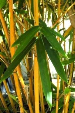 Alphonse Karr Golden Bamboo (Bambusa Multiplex) - 2 Gallon Pot -Wilson Bros Gardens Plant Sales Store Bamboo Alphonse Karr 7