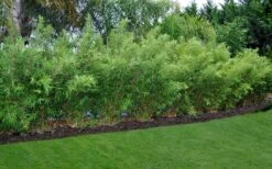 Alphonse Karr Golden Bamboo (Bambusa Multiplex) - 2 Gallon Pot -Wilson Bros Gardens Plant Sales Store Bamboo Alphonse Karr 8