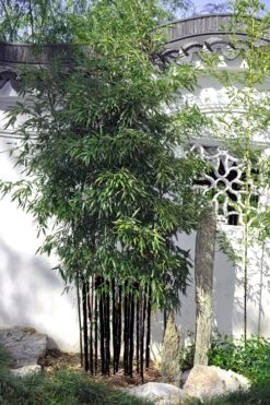 Black Bamboo - Phyllostachys Nigra - 3 Gallon Pot (Multi Cane: 4-6'+) -Wilson Bros Gardens Plant Sales Store Bamboo Black 51