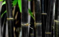 Black Bamboo - Phyllostachys Nigra - 3 Gallon Pot (Multi Cane: 4-6'+) -Wilson Bros Gardens Plant Sales Store Bamboo Black 53