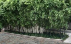 Black Bamboo - Phyllostachys Nigra - 3 Gallon Pot (Multi Cane: 4-6'+) -Wilson Bros Gardens Plant Sales Store Bamboo Black 56