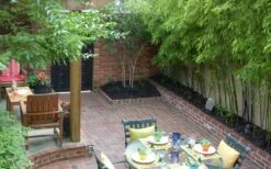 Black Bamboo - Phyllostachys Nigra - 3 Gallon Pot (Multi Cane: 4-6'+) -Wilson Bros Gardens Plant Sales Store Bamboo Black 58