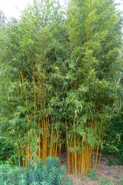 Gold Vivax Giant Timber Bamboo (Green Stripe Bamboo) - Phyllostachys Vivax 'Aureocaulis' - 3 Gallon Pot (2-4') -Wilson Bros Gardens Plant Sales Store Bamboo Gold Vivax 2