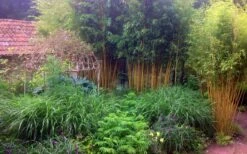 Gold Vivax Giant Timber Bamboo (Green Stripe Bamboo) - Phyllostachys Vivax 'Aureocaulis' - 3 Gallon Pot (2-4') -Wilson Bros Gardens Plant Sales Store Bamboo Gold Vivax 6