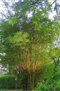 Golden Fishpole Bamboo - Phyllostachys Aurea - 3 Gallon Pot (4-6') 13 Golden Fishpole Bamboo - Phyllostachys Aurea - 3 Gallon Pot (4-6') -Wilson Bros Gardens Plant Sales Store Bamboo Golden 10