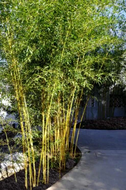 Golden Fishpole Bamboo - Phyllostachys Aurea - 3 Gallon Pot (4-6') 10 Golden Fishpole Bamboo - Phyllostachys Aurea - 3 Gallon Pot (4-6') -Wilson Bros Gardens Plant Sales Store Bamboo Golden 11