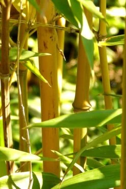 Golden Fishpole Bamboo - Phyllostachys Aurea - 3 Gallon Pot (4-6') 12 Golden Fishpole Bamboo - Phyllostachys Aurea - 3 Gallon Pot (4-6') -Wilson Bros Gardens Plant Sales Store Bamboo Golden 13