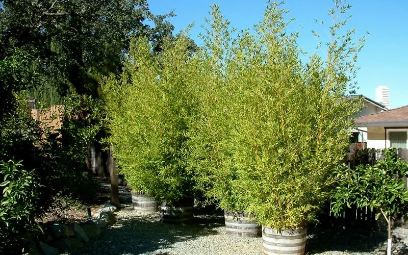 Golden Fishpole Bamboo - Phyllostachys Aurea - 3 Gallon Pot (4-6') 5 Golden Fishpole Bamboo - Phyllostachys Aurea - 3 Gallon Pot (4-6') - Image 5
