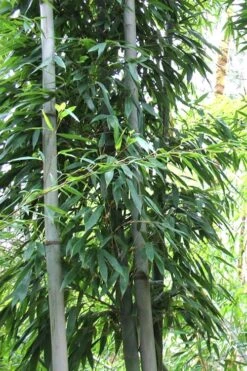 Henon Giant Gray Bamboo - Phyllostachys Nigra 'Henon' - 3 Gallon Pot (4-6') 11 Henon Giant Gray Bamboo - Phyllostachys Nigra 'Henon' - 3 Gallon Pot (4-6') -Wilson Bros Gardens Plant Sales Store Bamboo Henon 11