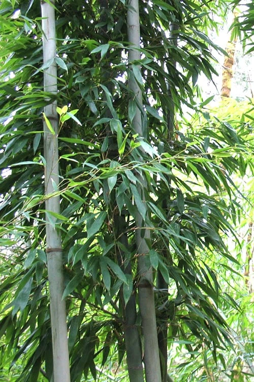 Henon Giant Gray Bamboo - Phyllostachys Nigra 'Henon' - 3 Gallon Pot (4-6') 5 Henon Giant Gray Bamboo - Phyllostachys Nigra 'Henon' - 3 Gallon Pot (4-6') - Image 5