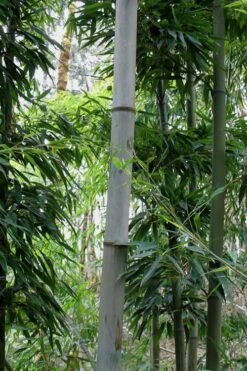 Henon Giant Gray Bamboo - Phyllostachys Nigra 'Henon' - 3 Gallon Pot (4-6') 13 Henon Giant Gray Bamboo - Phyllostachys Nigra 'Henon' - 3 Gallon Pot (4-6') -Wilson Bros Gardens Plant Sales Store Bamboo Henon 12