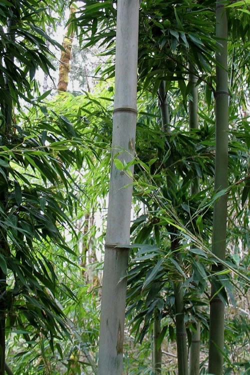 Henon Giant Gray Bamboo - Phyllostachys Nigra 'Henon' - 3 Gallon Pot (4-6') 7 Henon Giant Gray Bamboo - Phyllostachys Nigra 'Henon' - 3 Gallon Pot (4-6') - Image 7