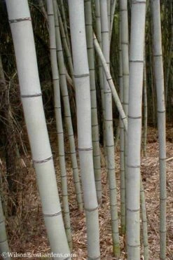 Henon Giant Gray Bamboo - Phyllostachys Nigra 'Henon' - 3 Gallon Pot (4-6') 10 Henon Giant Gray Bamboo - Phyllostachys Nigra 'Henon' - 3 Gallon Pot (4-6') -Wilson Bros Gardens Plant Sales Store Bamboo Henon 15