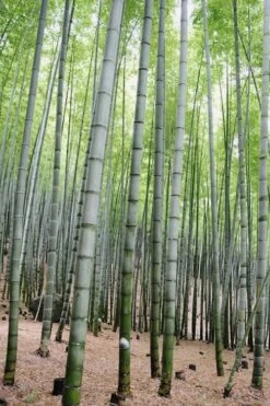 Henon Giant Gray Bamboo - Phyllostachys Nigra 'Henon' - 3 Gallon Pot (4-6') 12 Henon Giant Gray Bamboo - Phyllostachys Nigra 'Henon' - 3 Gallon Pot (4-6') -Wilson Bros Gardens Plant Sales Store Bamboo Henon 16