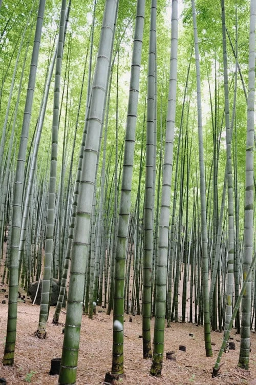 Henon Giant Gray Bamboo - Phyllostachys Nigra 'Henon' - 3 Gallon Pot (4-6') 6 Henon Giant Gray Bamboo - Phyllostachys Nigra 'Henon' - 3 Gallon Pot (4-6') - Image 6