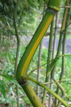 Yellow Groove Bamboo (Phyllostachys Aureosulcata) - 3 Gallon Pot (2-4') -Wilson Bros Gardens Plant Sales Store Bamboo Yellow Groove 11