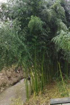 Yellow Groove Bamboo (Phyllostachys Aureosulcata) - 3 Gallon Pot (2-4') -Wilson Bros Gardens Plant Sales Store Bamboo Yellow Groove 13