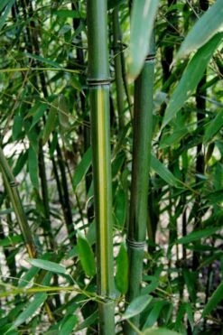 Yellow Groove Bamboo (Phyllostachys Aureosulcata) - 3 Gallon Pot (2-4') -Wilson Bros Gardens Plant Sales Store Bamboo Yellow Groove 9