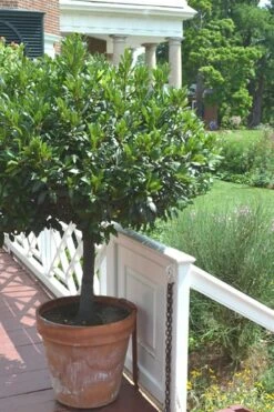 Bay Laurel (Sweet Bay) - Laurus Nobilis - 1 Gallon Pot -Wilson Bros Gardens Plant Sales Store Bay Laurel 10