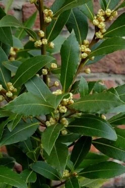 Bay Laurel (Sweet Bay) - Laurus Nobilis - 1 Gallon Pot -Wilson Bros Gardens Plant Sales Store Bay Laurel 2