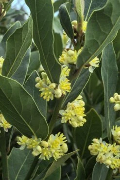 Bay Laurel (Sweet Bay) - Laurus Nobilis - 1 Gallon Pot -Wilson Bros Gardens Plant Sales Store Bay Laurel 3
