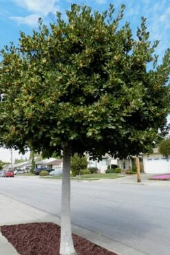 Bay Laurel (Sweet Bay) - Laurus Nobilis - 1 Gallon Pot -Wilson Bros Gardens Plant Sales Store Bay Laurel 5