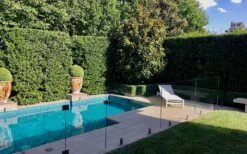 Bay Laurel (Sweet Bay) - Laurus Nobilis - 1 Gallon Pot -Wilson Bros Gardens Plant Sales Store Bay Laurel 7