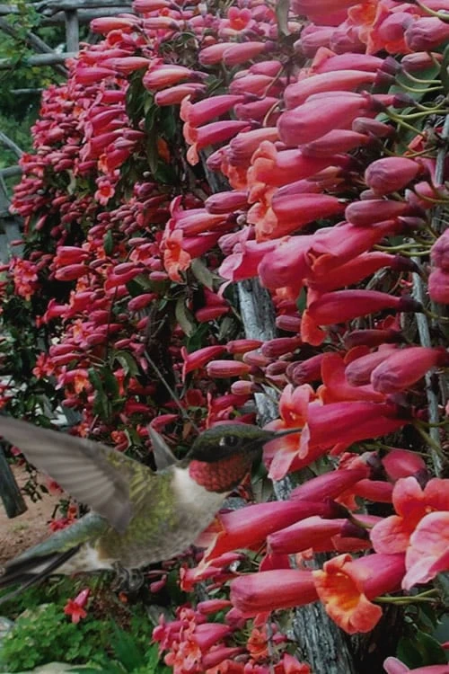 Shalimar Red Crossvine - Bignonia Capreolata - 6 Pack Of 1 Gallon Pots 5 Shalimar Red Crossvine - Bignonia Capreolata - 6 Pack Of 1 Gallon Pots - Image 5