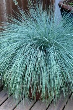 Beyond Blue Festuca (Fescue) - 3 Pack Of Quart Pots -Wilson Bros Gardens Plant Sales Store Blue Fescue Beyond Blue 21