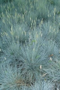 Beyond Blue Festuca (Fescue) - 3 Pack Of Quart Pots -Wilson Bros Gardens Plant Sales Store Blue Fescue Beyond Blue 22