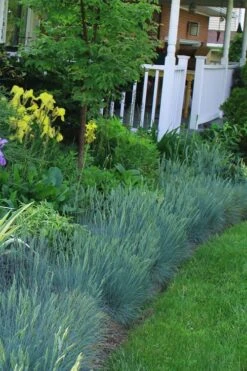 Beyond Blue Festuca (Fescue) - 3 Pack Of Quart Pots -Wilson Bros Gardens Plant Sales Store Blue Fescue Beyond Blue 23