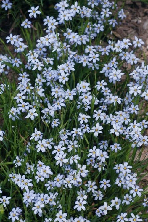 Suwannee Blue-Eyed Grass - 1 Gallon Pot 4 Suwannee Blue-Eyed Grass - 1 Gallon Pot - Image 4