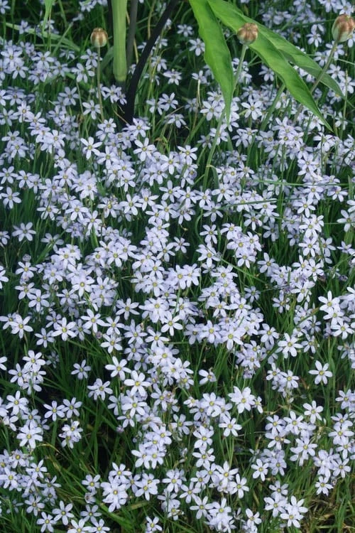 Suwannee Blue-Eyed Grass - 1 Gallon Pot 1 Suwannee Blue-Eyed Grass - 1 Gallon Pot