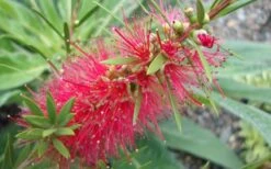 Woodlanders Cold Hardy Red Bottlebrush - Callistemon - 3 Gallon Pot -Wilson Bros Gardens Plant Sales Store Bottlebrush Woodlanders Hardy 1