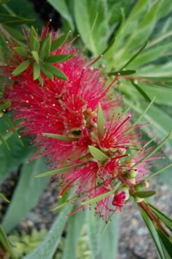 Woodlanders Cold Hardy Red Bottlebrush - Callistemon - 3 Gallon Pot -Wilson Bros Gardens Plant Sales Store Bottlebrush Woodlanders Hardy Red 20