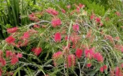 Woodlanders Cold Hardy Red Bottlebrush - Callistemon - 3 Gallon Pot -Wilson Bros Gardens Plant Sales Store Bottlebrush Woodlanders Hardy Red 22