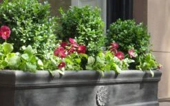 Dwarf English Boxwood - 1 Gallon Pot -Wilson Bros Gardens Plant Sales Store Boxwood Dwarf English 2 1