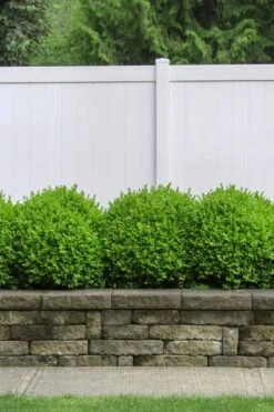 Dwarf English Boxwood - 1 Gallon Pot -Wilson Bros Gardens Plant Sales Store Boxwood Dwarf English 3 1