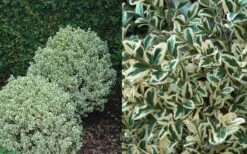 Dwarf Variegated Boxwood - 6 Pack Of 1 Gallon Pots 9 Dwarf Variegated Boxwood - 6 Pack Of 1 Gallon Pots -Wilson Bros Gardens Plant Sales Store Boxwood Dwarf Variegated 50
