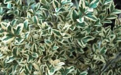 Dwarf Variegated Boxwood - 6 Pack Of 1 Gallon Pots 11 Dwarf Variegated Boxwood - 6 Pack Of 1 Gallon Pots -Wilson Bros Gardens Plant Sales Store Boxwood Dwarf Variegated 51