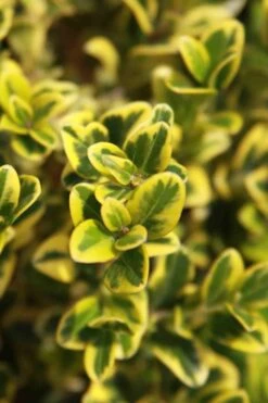 Golden Triumph Variegated Dwarf Boxwood - 3 Gallon Pot -Wilson Bros Gardens Plant Sales Store Boxwood Golden Triumph 3